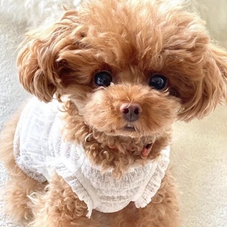 ♡Ready Stock♡TaniWina Pet Clothes Dog Puppy Summer Thin Lace Vest Sun Protection Maltese Yorkshire Teddy Bichon Xi Shi