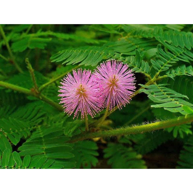 Makahiya Plant Herbal Plant Shopee Philippines