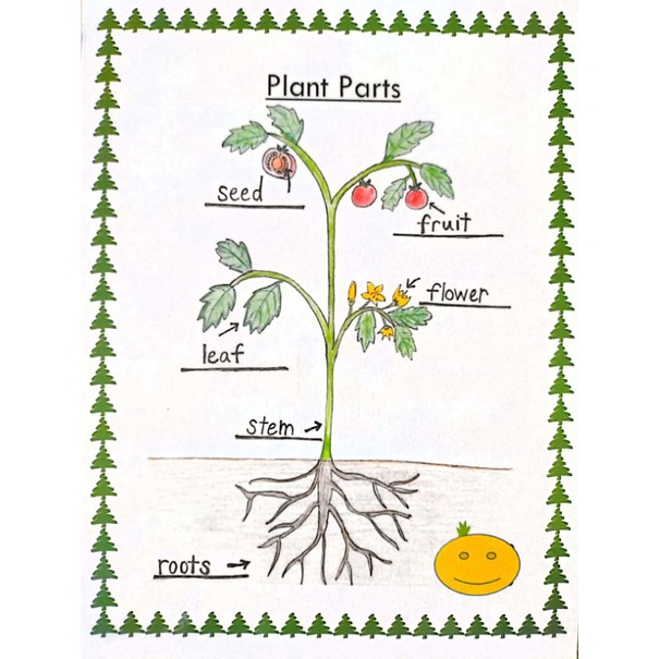 Parts of a Plant Chart A4 Laminated for Kids | Shopee Philippines