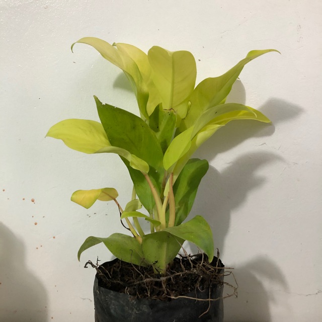 Philodendron Golden Orlando Shopee Philippines