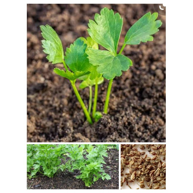 Celery Seeds for Planting (15 seeds per pack) Shopee Philippines