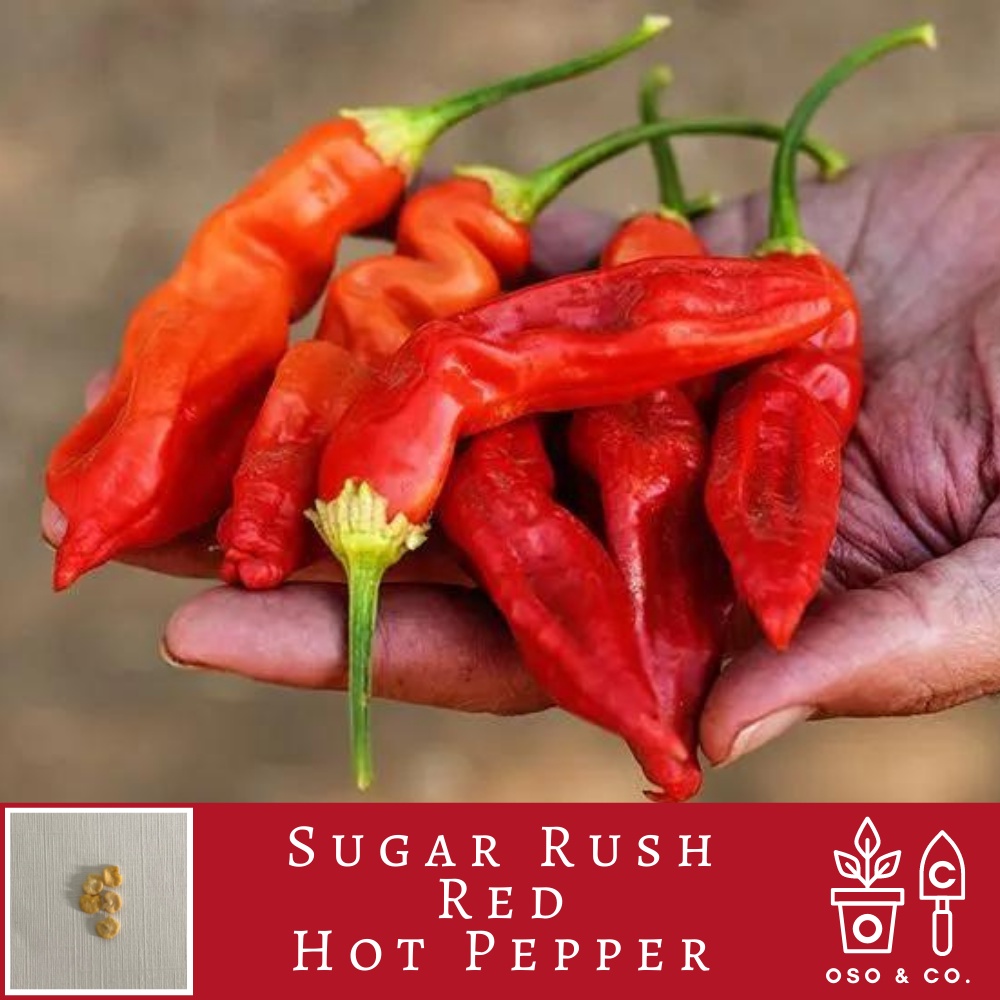 Sugar Rush Red Pepper Capsicum baccatum Seeds (Oso & Co. Heirloom Seed