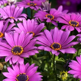 flower seeds Philippines Ready Stock 100 PCS South African Marigold Seeds Fruit Seeds Flower Seeds V #9