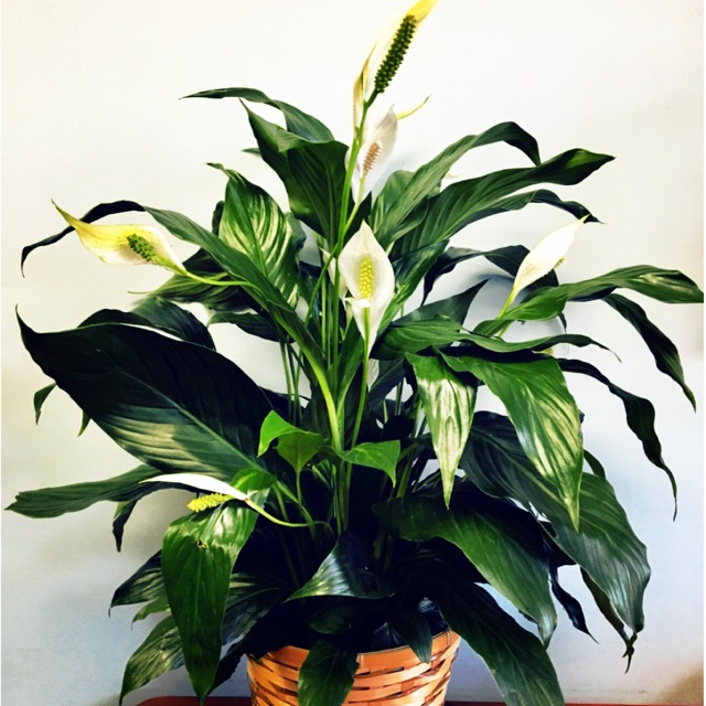 Peace Lily Indoor Outdoor Natural Air Purifier Plants Small Shopee Philippines