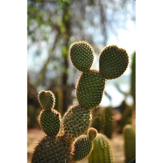 prickly pear cactus mix succulent lithops seeds | Shopee ...