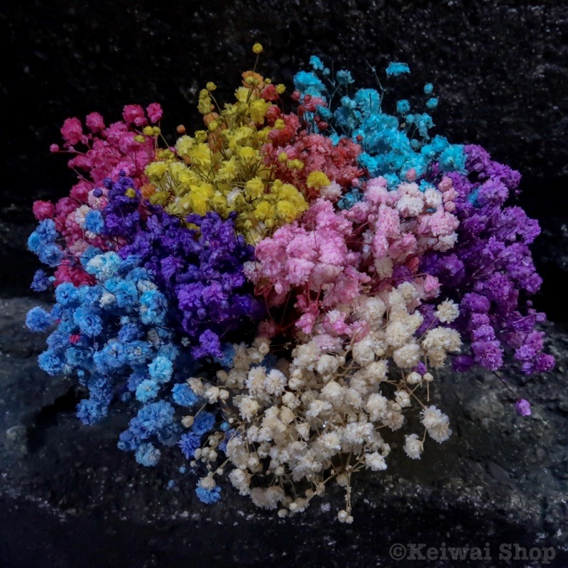 Dried / Preserved Gypsophila Shopee Philippines