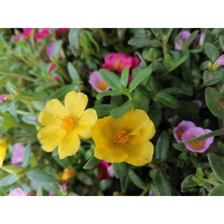 Purslane Portulaca Flowers Shopee Philippines