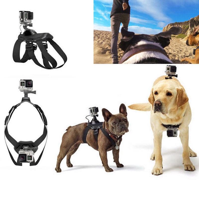 dog collar camera