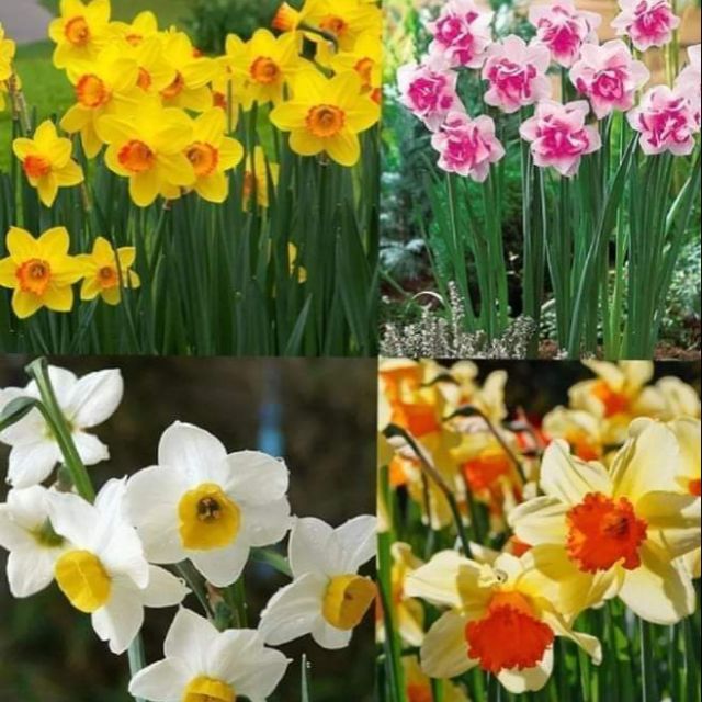 Daffodils seeds (colorful daffodils seeds) Shopee Philippines