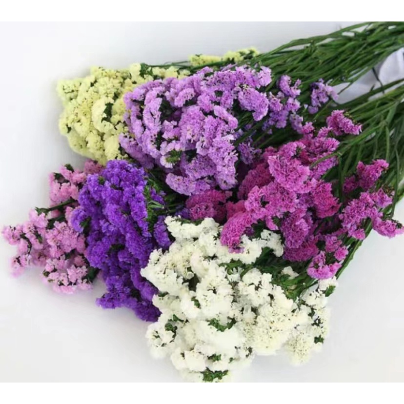 Dried Statice dry flower Shopee Philippines