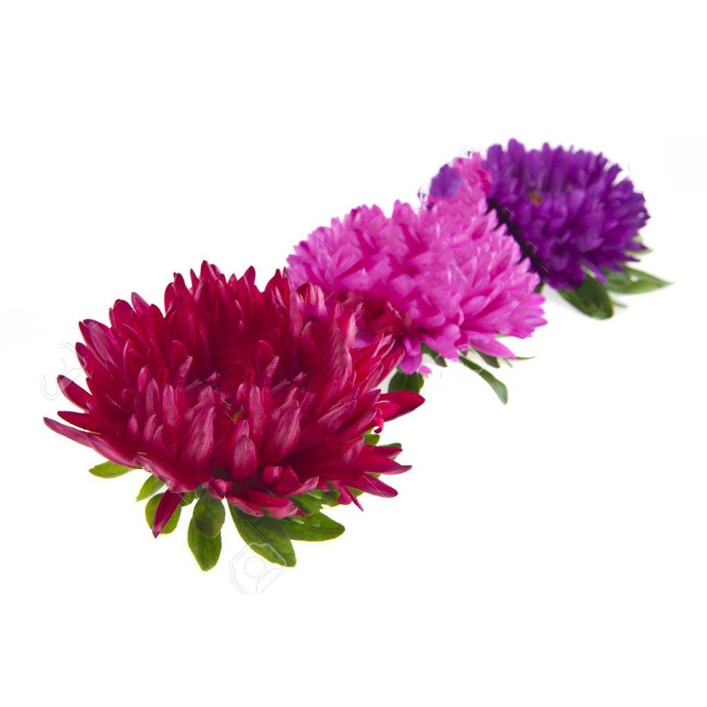 Aster Daisy Flower Plant Seeds Shopee Philippines