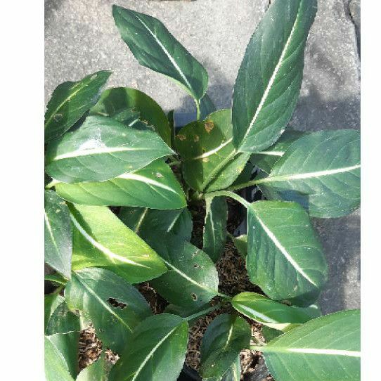 Dieffenbachia Oerstedii Silver Lining Shopee Philippines