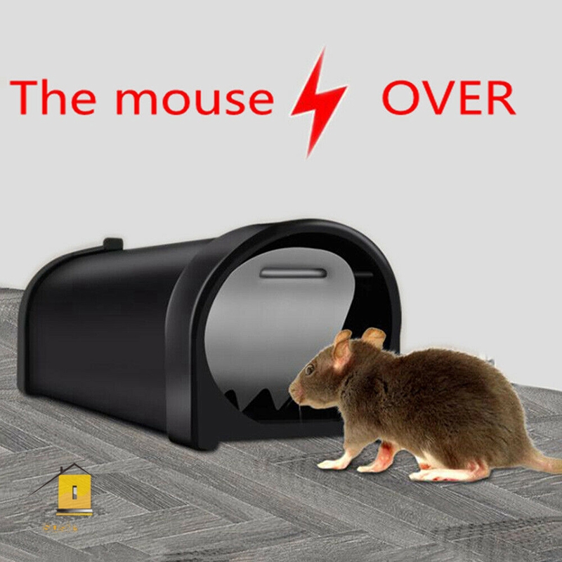 mice in mouse trap