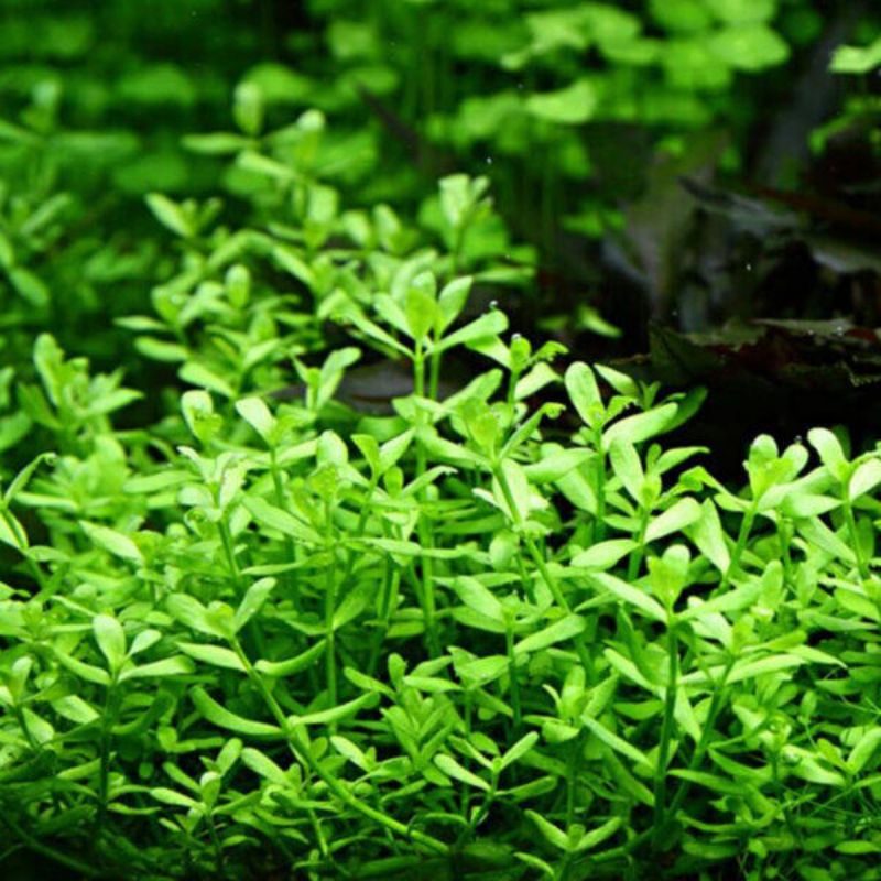 Moneywort (Bacopa monnieri) Aquatic plant/Live plant | Shopee Philippines