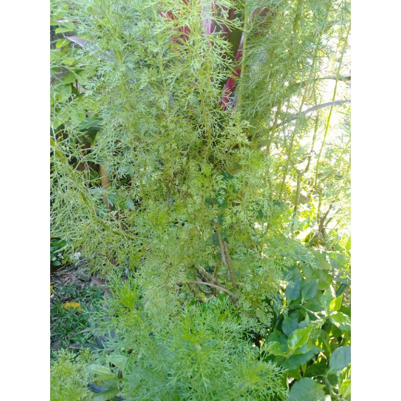 Dog fennel plant in a plastic cup Shopee Philippines