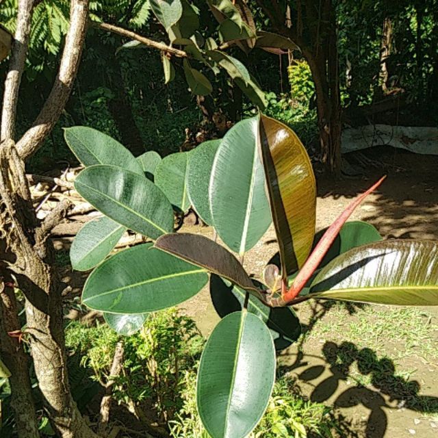 Old Narra Tree Canlubang Laguna Philippines By Masuzettereyes Old Trees Magical Tree Rubber Tree