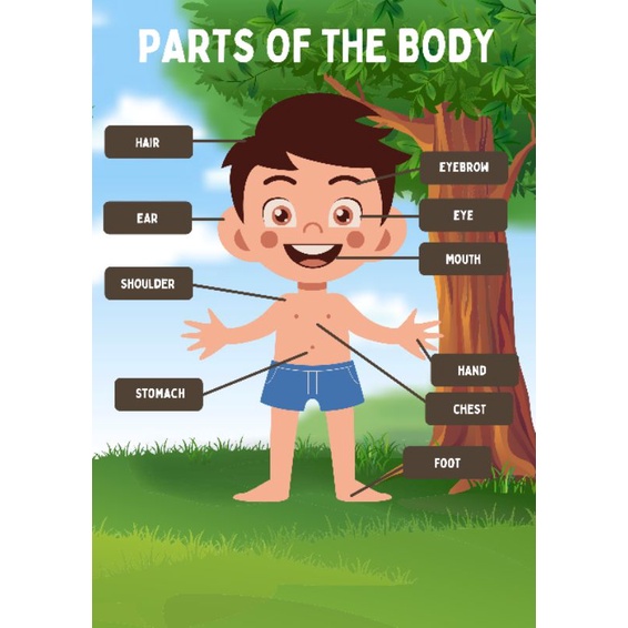 Laminated Parts of the Body Wall Chart A4 Kids Learning Materials ...