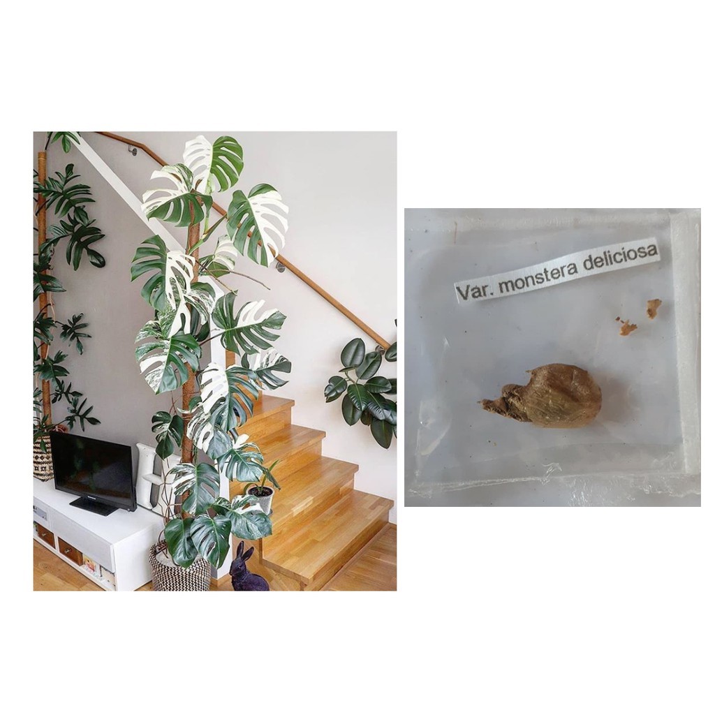 Monstera Deliciosa Swiss Cheese Plant Seeds