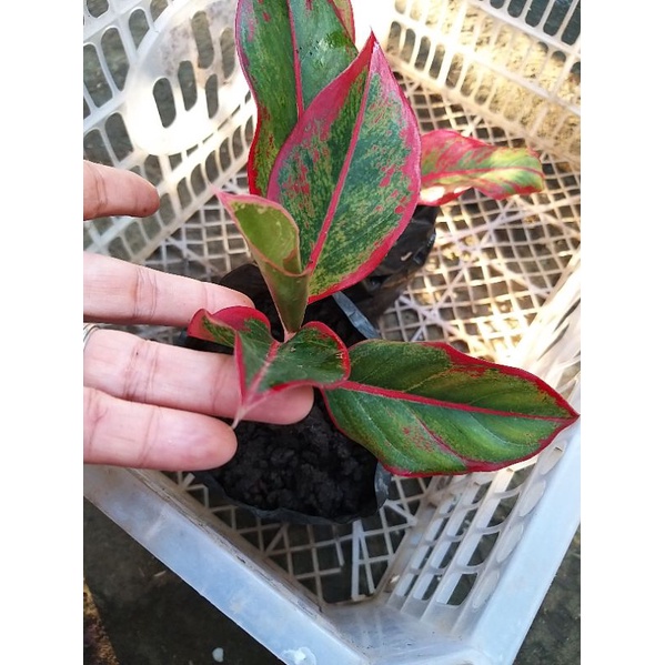Aglaonema Red Siam Live Plant