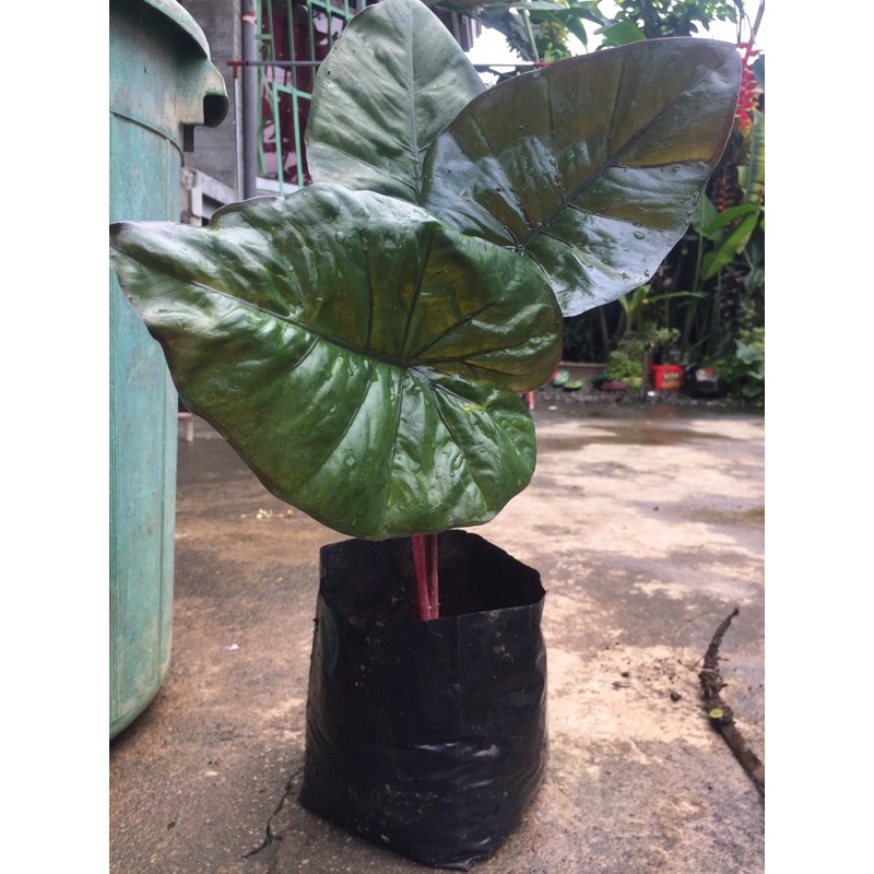 Alocasia Plumbea Nigra See Description Small Shopee Philippines