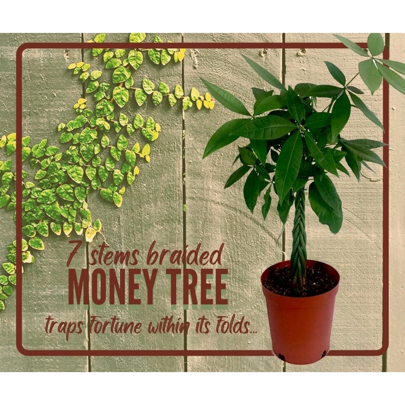 Money Tree Plant (Pachira AquAtica) Shopee Philippines