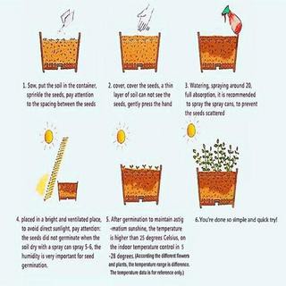50Pcs Mint  Seeds Perennial Herb Plant  Seed for Garden Balcony Planting Easy to Plant Green Vegetab #6