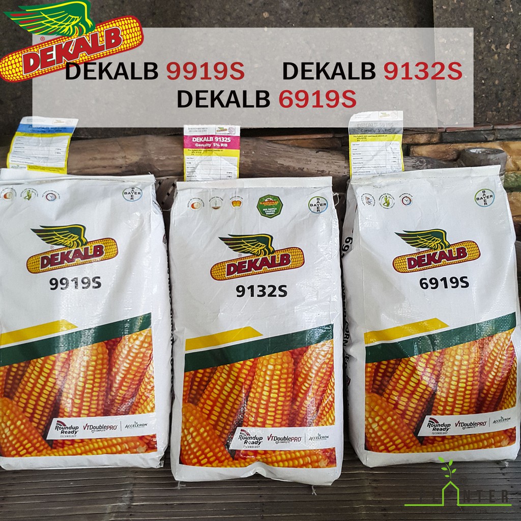 DEKALB Corn Hybrid Seeds (10 kilos) 35,000 KERNELS BAYER Crop Science