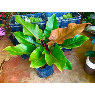 Philodendron Tricolor Shopee Philippines