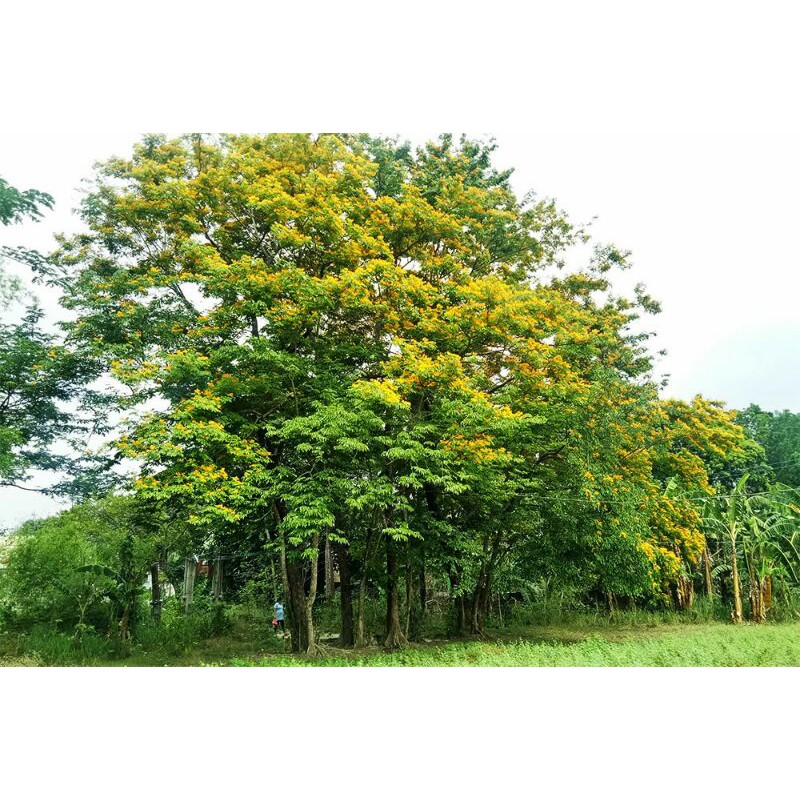 10 Seeds/Narra Tree/Philippine National Tree presyo ₱50