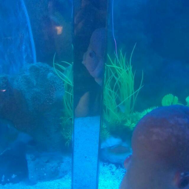 Toblerone mirror Fish tank aquarium underwater flowerhorn Shopee