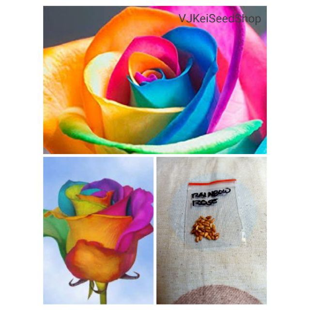 Rainbow Rose Seeds (20pcs) Shopee Philippines