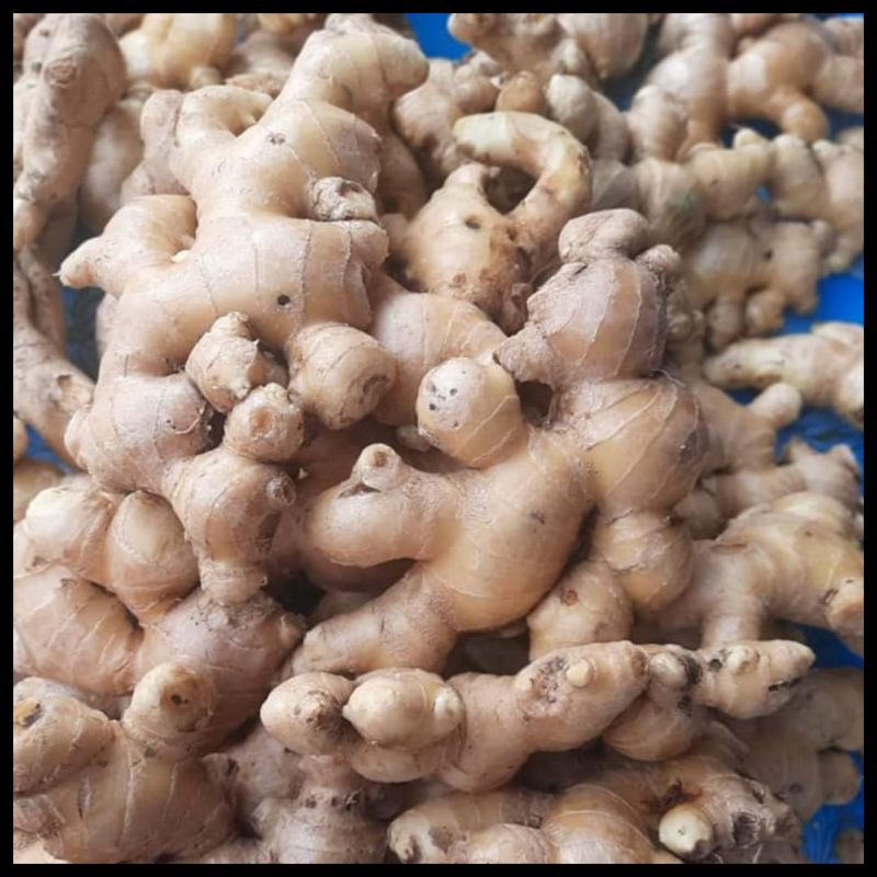 Luya Ginger 500g 1 kilo Shopee Philippines