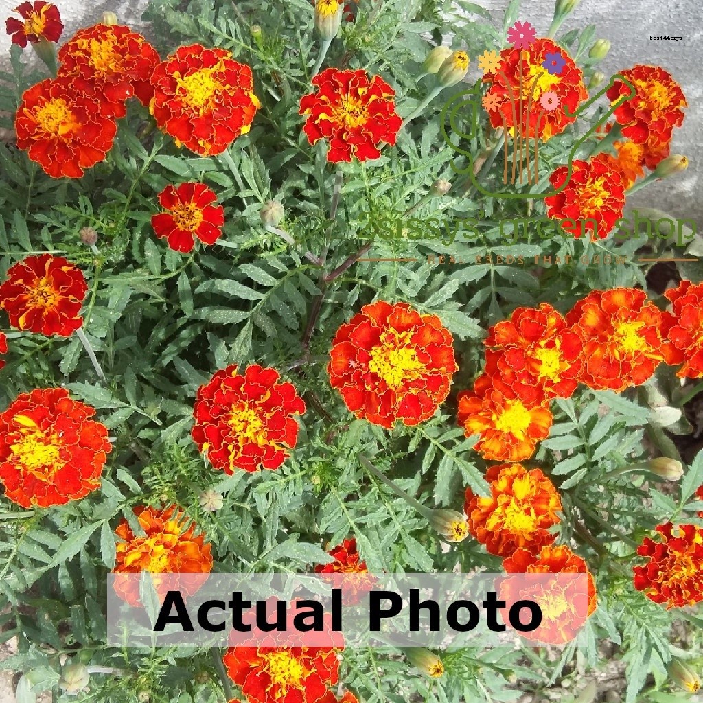 Now 20 Seeds! French Marigold Flower Seeds (Red) Shopee Philippines