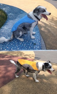 GUGUpet collection summer dog cooling vest #9