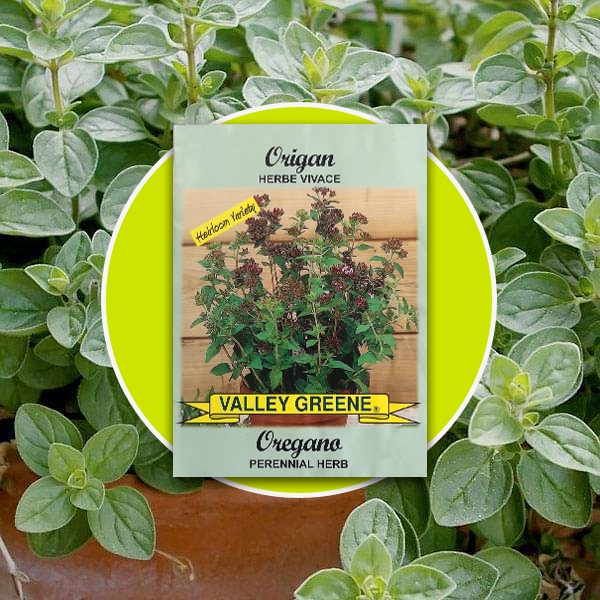 Oregano Seeds - Oregano Perennial Seeds - Culinary Oregano - Perennial ...