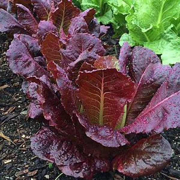 Red Romaine Seeds - Lettuce Seeds Rouge