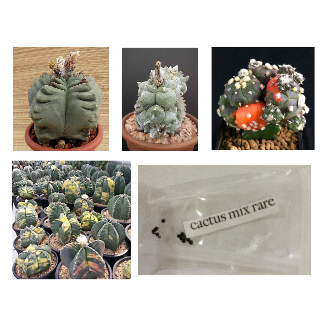 rare cactus mix seeds | Shopee Philippines