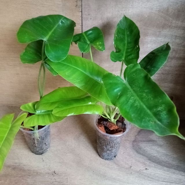 Philodendron Burl Marx Shopee Philippines