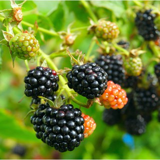 red blackberry mulberry berry fruit tree seeds bonsai ...