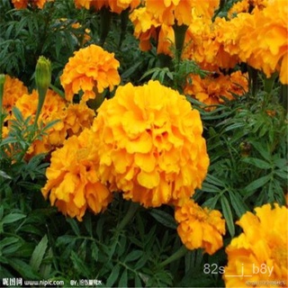 flower seeds Philippines Ready Stock Hibiscus Flower Seeds 100Pcsbag Yellow Orange Color Marigold Se #2