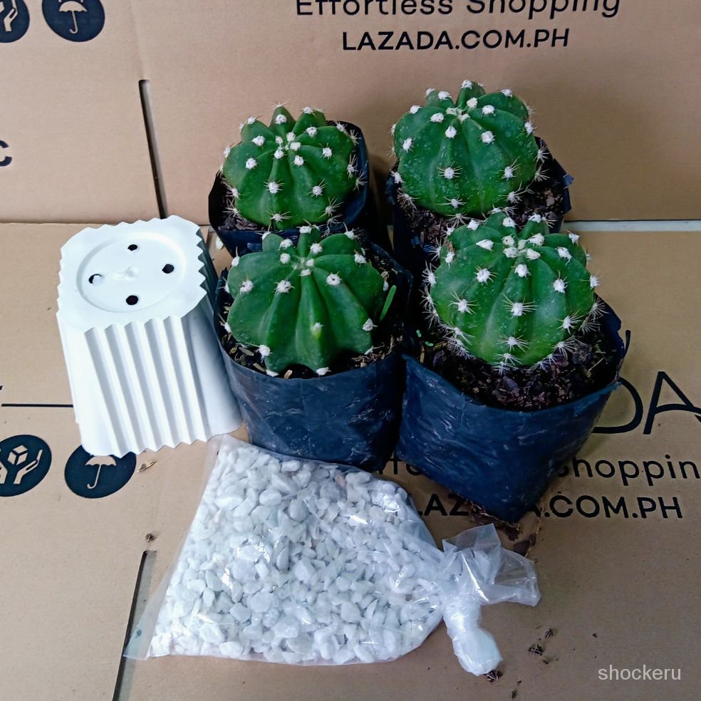 1 pc. Domino Cactus with free pot and pebbles HIel