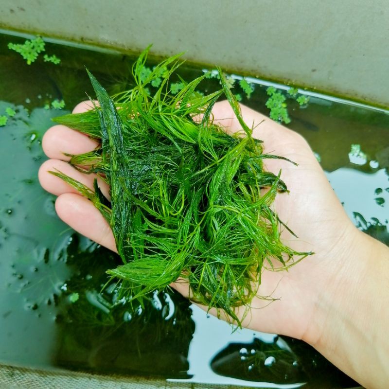 Hornwort Aquatic Plant for Aquarium and Pond Shopee