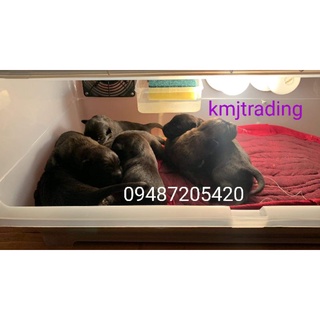 Puppy/kittens incubator for puppies and kittens