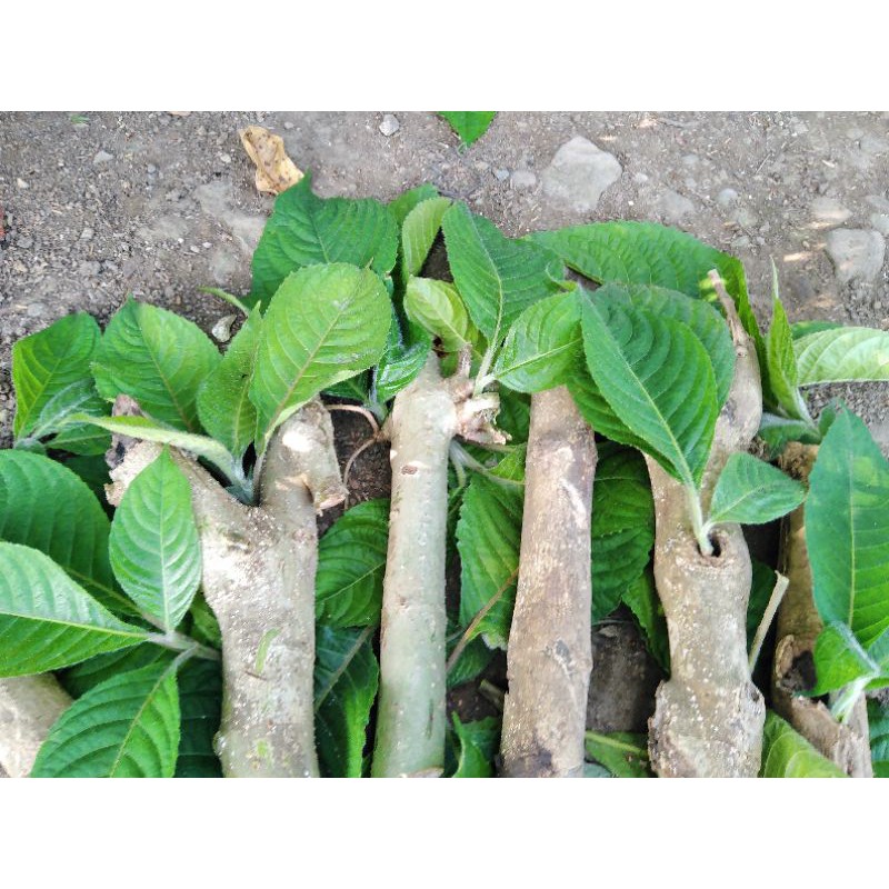 Madre De Agua Mataba 8 Pcs Xxl Fresh Cut Shopee Philippines