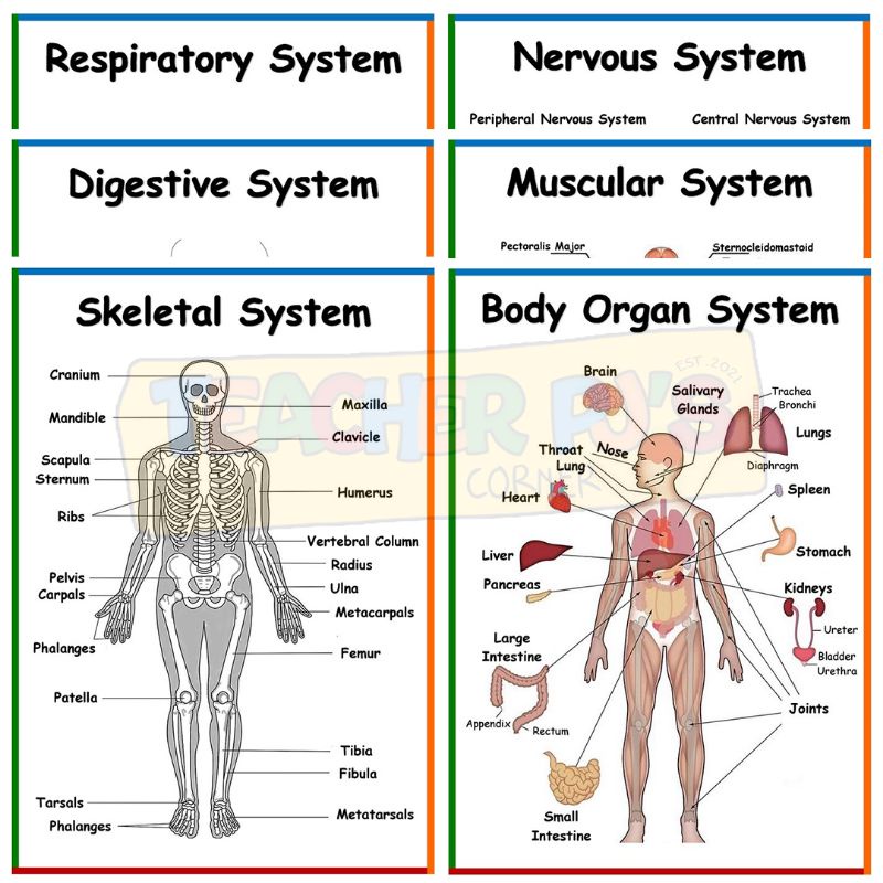 Body Systems A4 Size Thick Laminated Educational Wall Chart for Kids ...