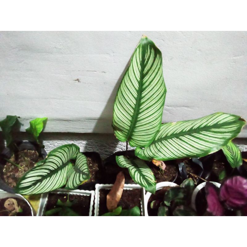 calathea plant care philippines