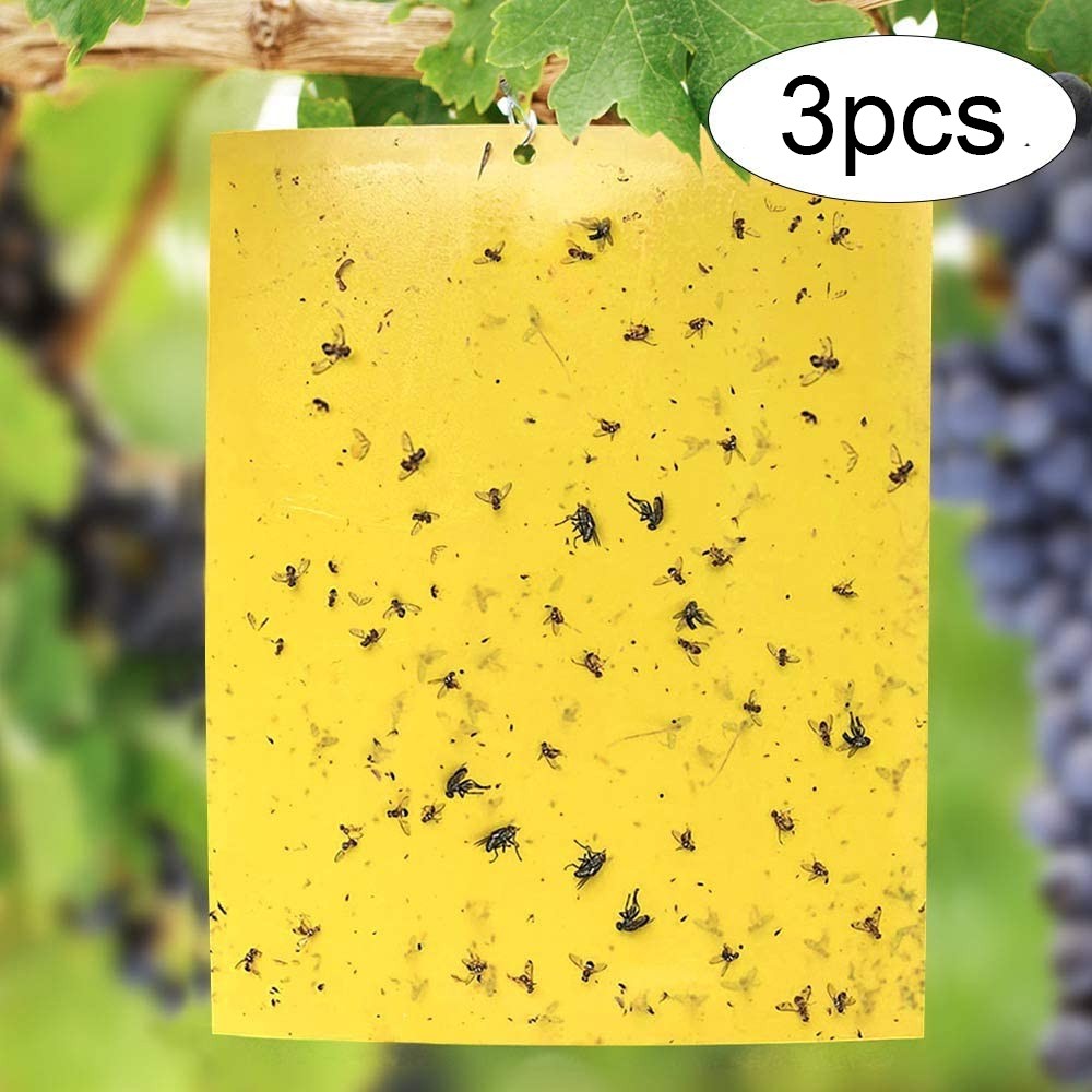 best fungus gnat trap