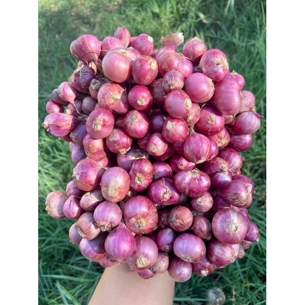 half-a-kilo-onion-500-grams-shopee-philippines