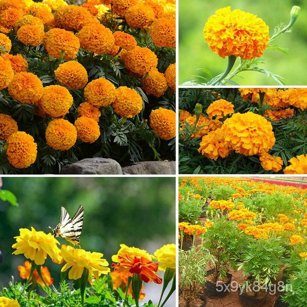 flower seeds Philippines Ready Stock 100 Pcs Seeds Yellow Orange Color Marigold Flower Seeds Bonsai 
