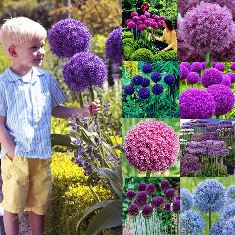 200 Pcs Purple Giant Allium Giganteum Flower Black Seeds Home Garden Plant Decor 